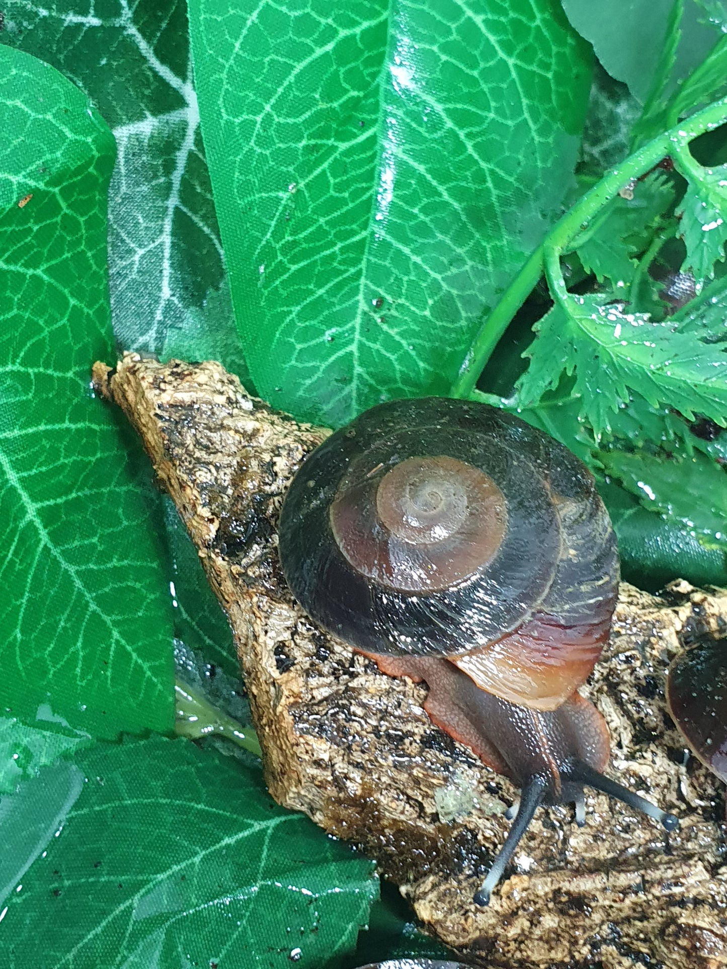 Caracolus excellens juvéniles. Nc