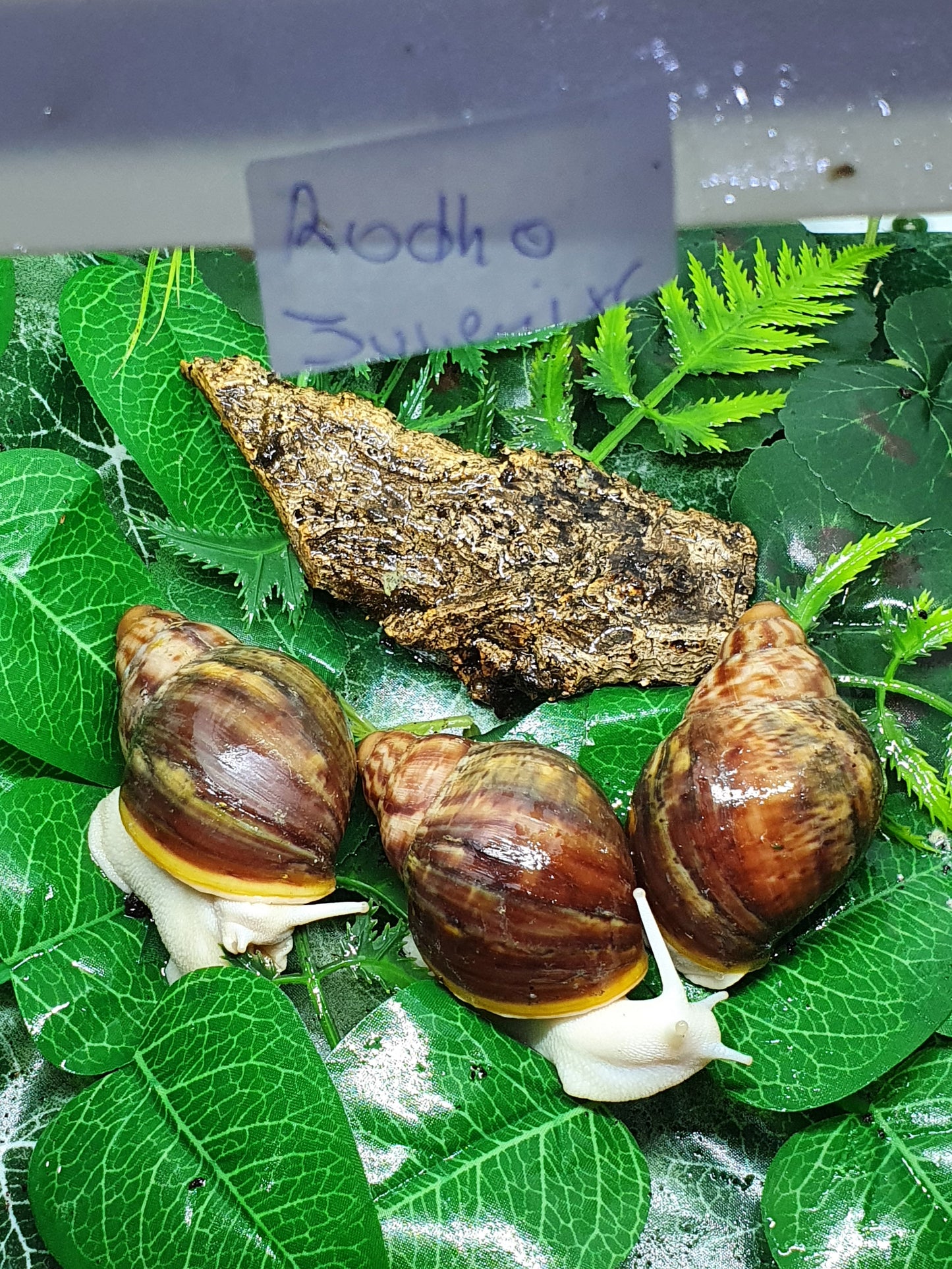 Archachatina Rhodostoma albinos juvéniles