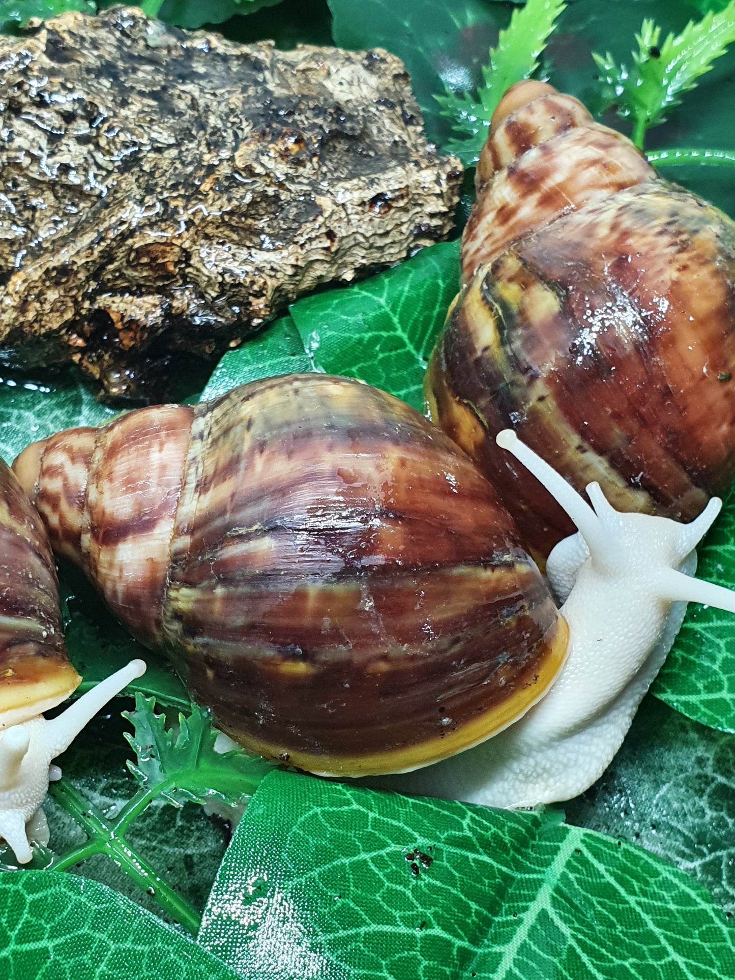 Archachatina Rhodostoma albinos juvéniles