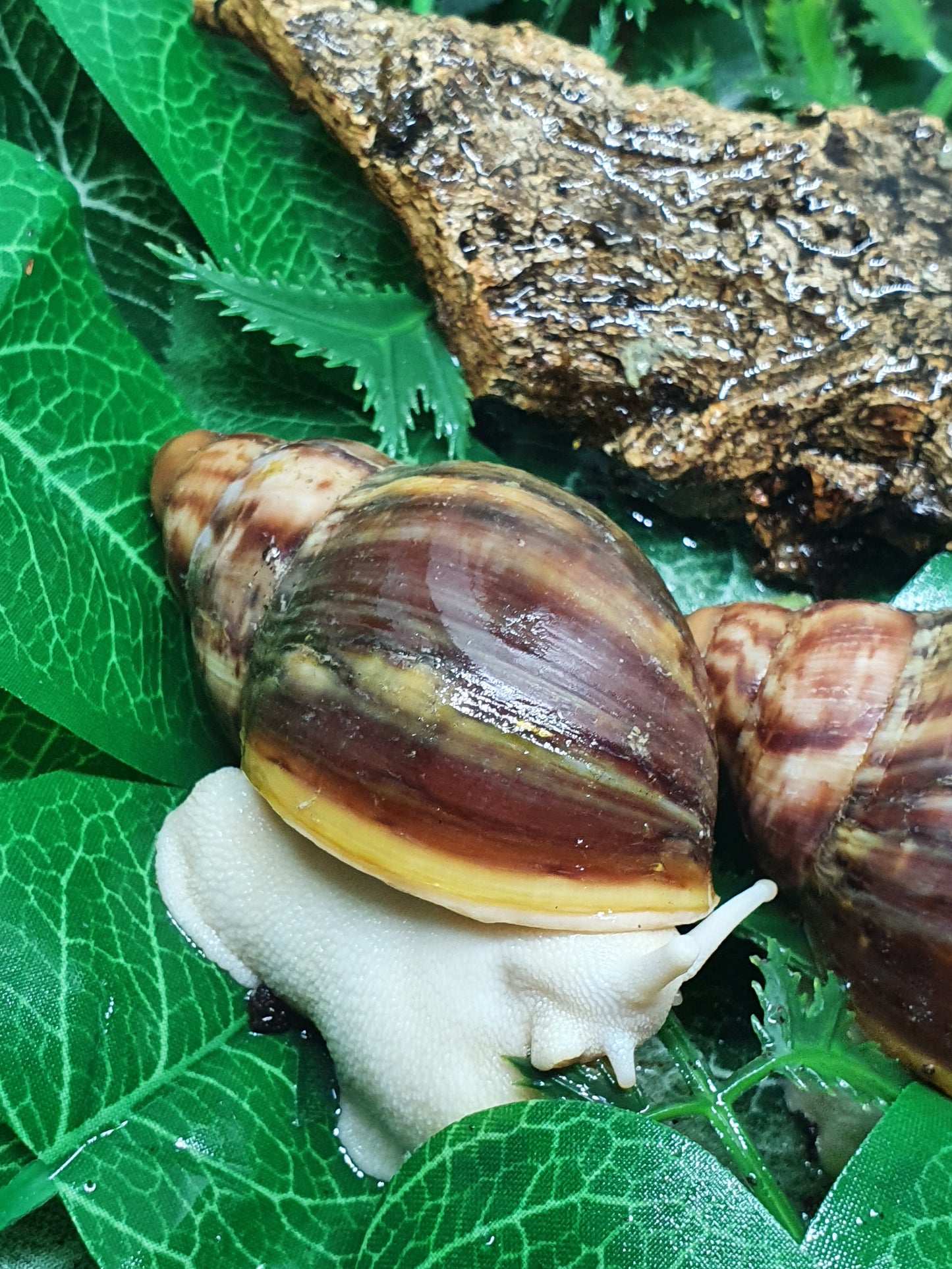 Archachatina Rhodostoma albinos juvéniles