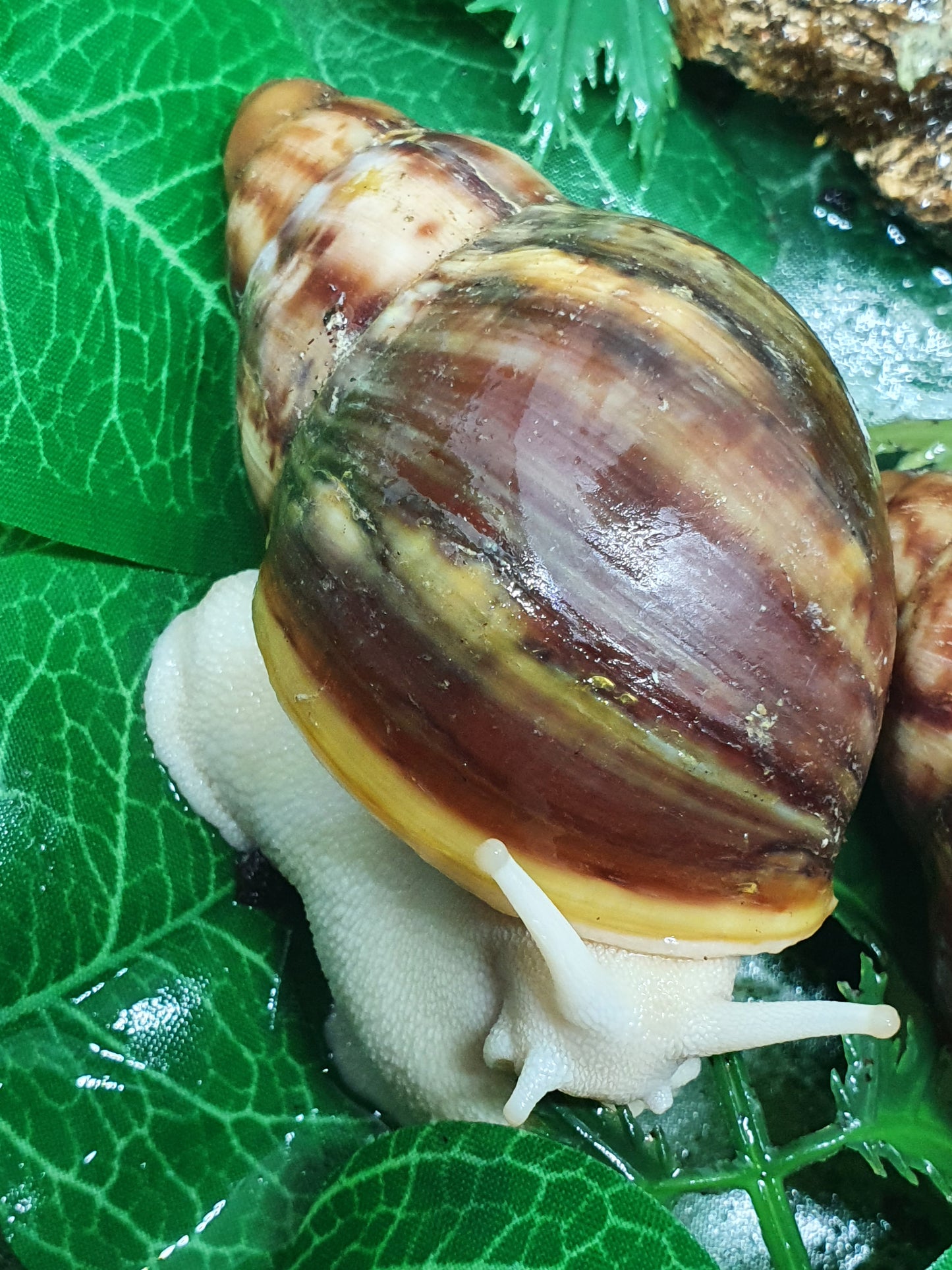 Archachatina Rhodostoma albinos juvéniles