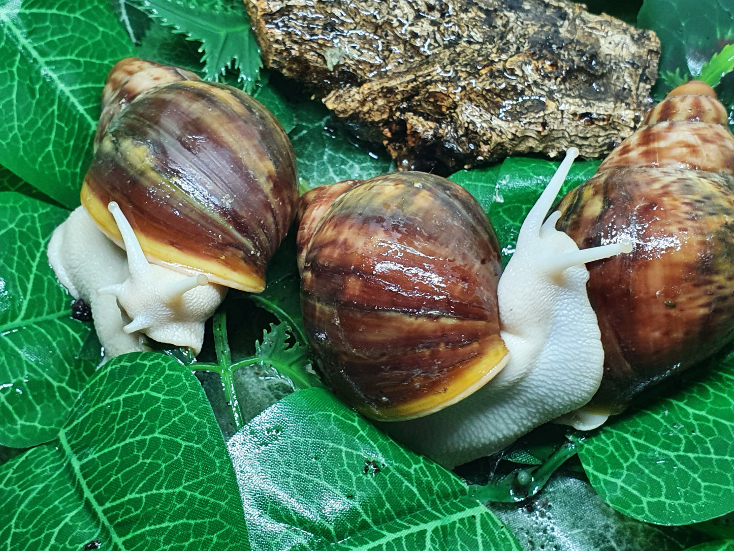 Archachatina Rhodostoma albinos juvéniles
