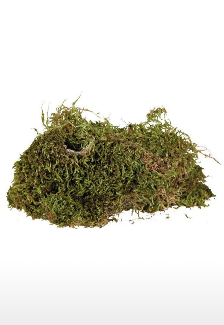 Mousse pour terrarium 200gr