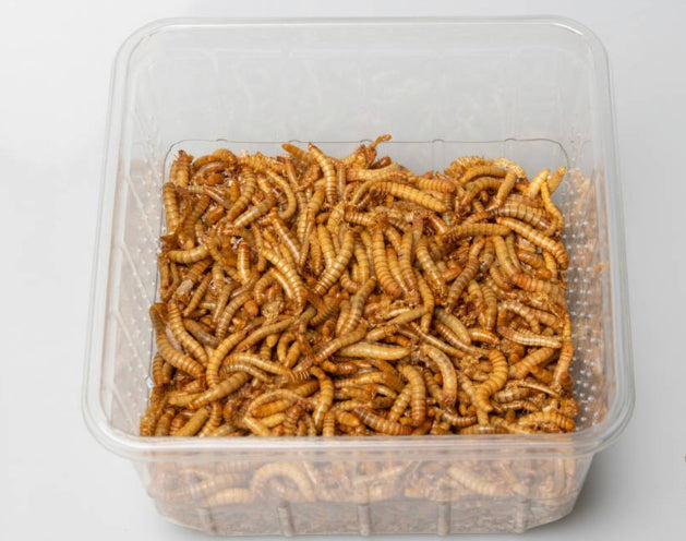 Boîte de Vers de Farine