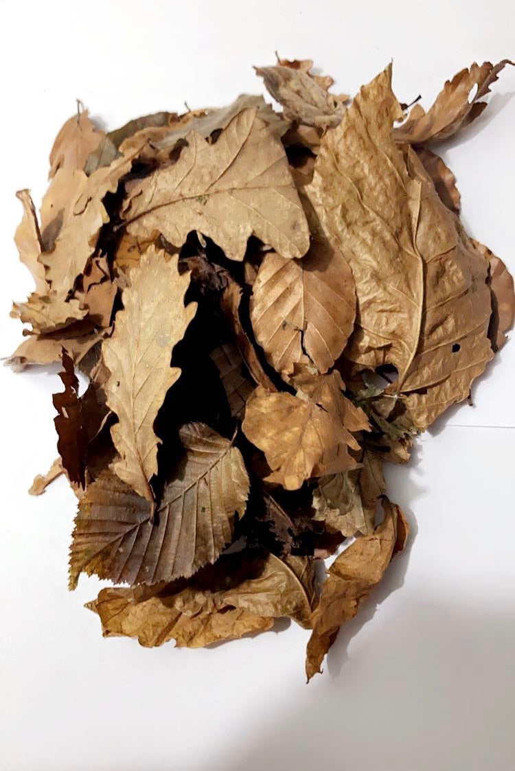 Feuilles isopodes , iules et escargots géants