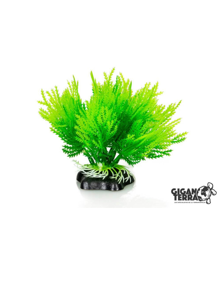 Plantes sur pieds