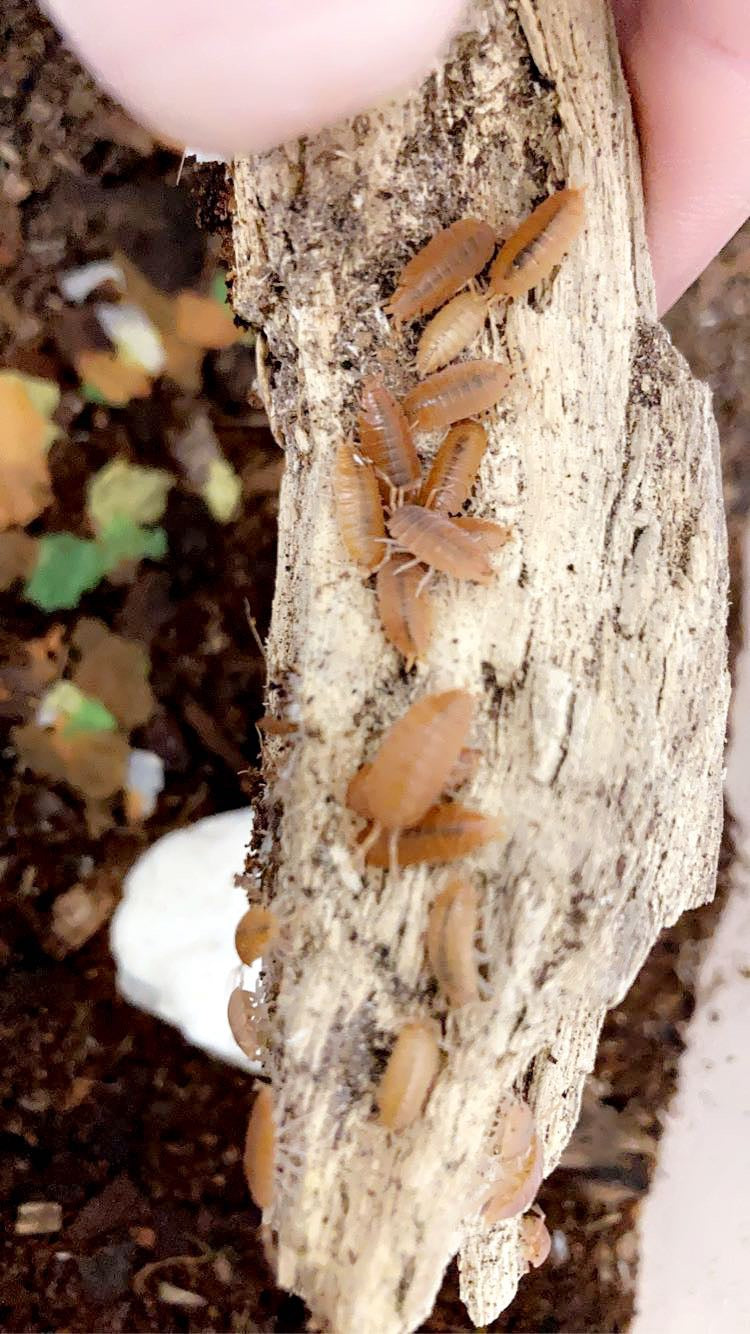 P. Pruinosus ‘Orange 15 pc