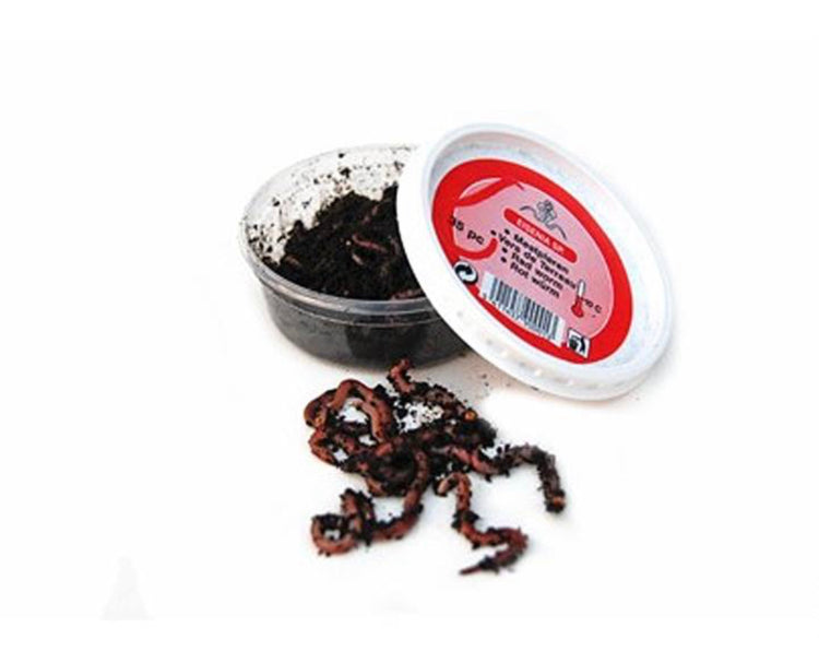 Boîte de Vers de terreau 25 pc