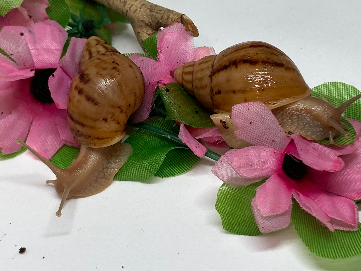 Lissachatina panthera NC