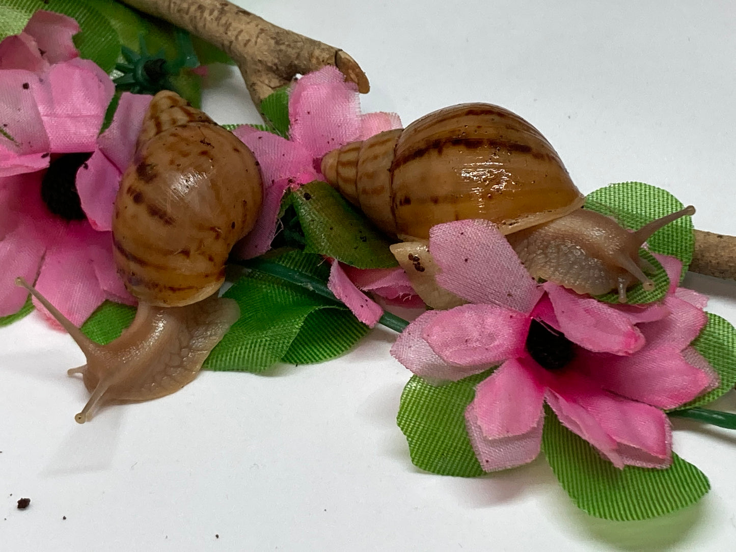 Lissachatina panthera NC