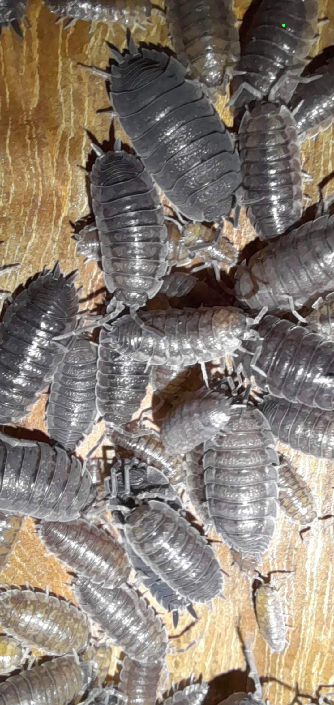 P. Scaber "wild" 15 pc