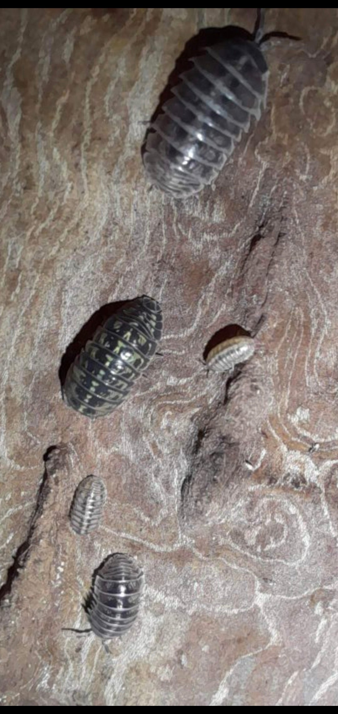 A. Vulgare "wild" 15 pc