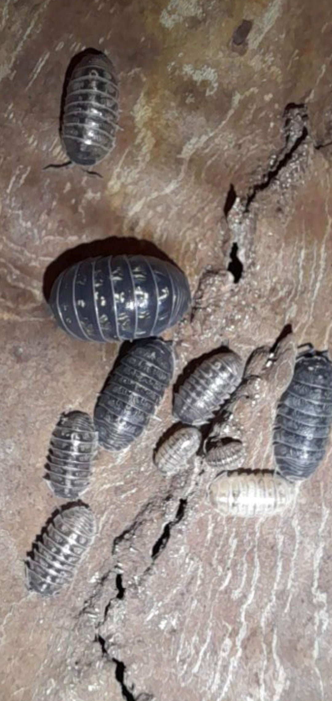 A. Vulgare "wild" 15 pc