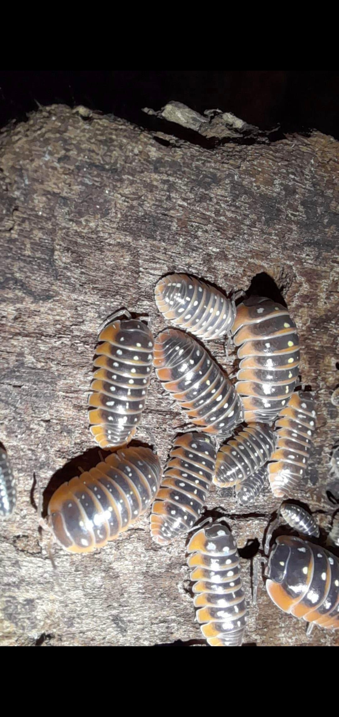 A. Klugii "Monténégro" 10 pc