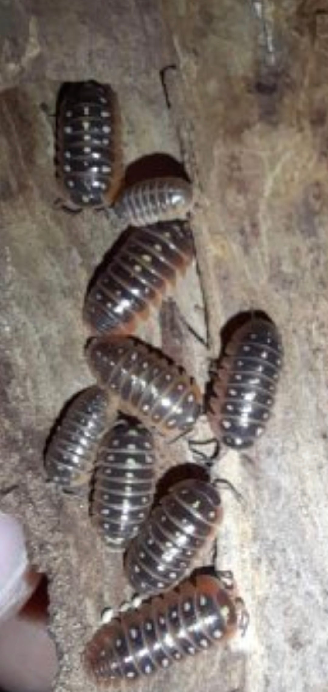 A. Klugii "Monténégro" 10 pc