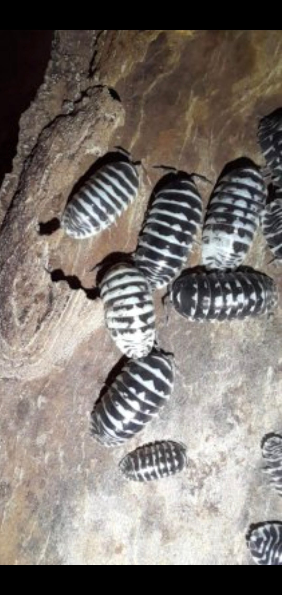 A. Maculatum "Classique" 10 pc