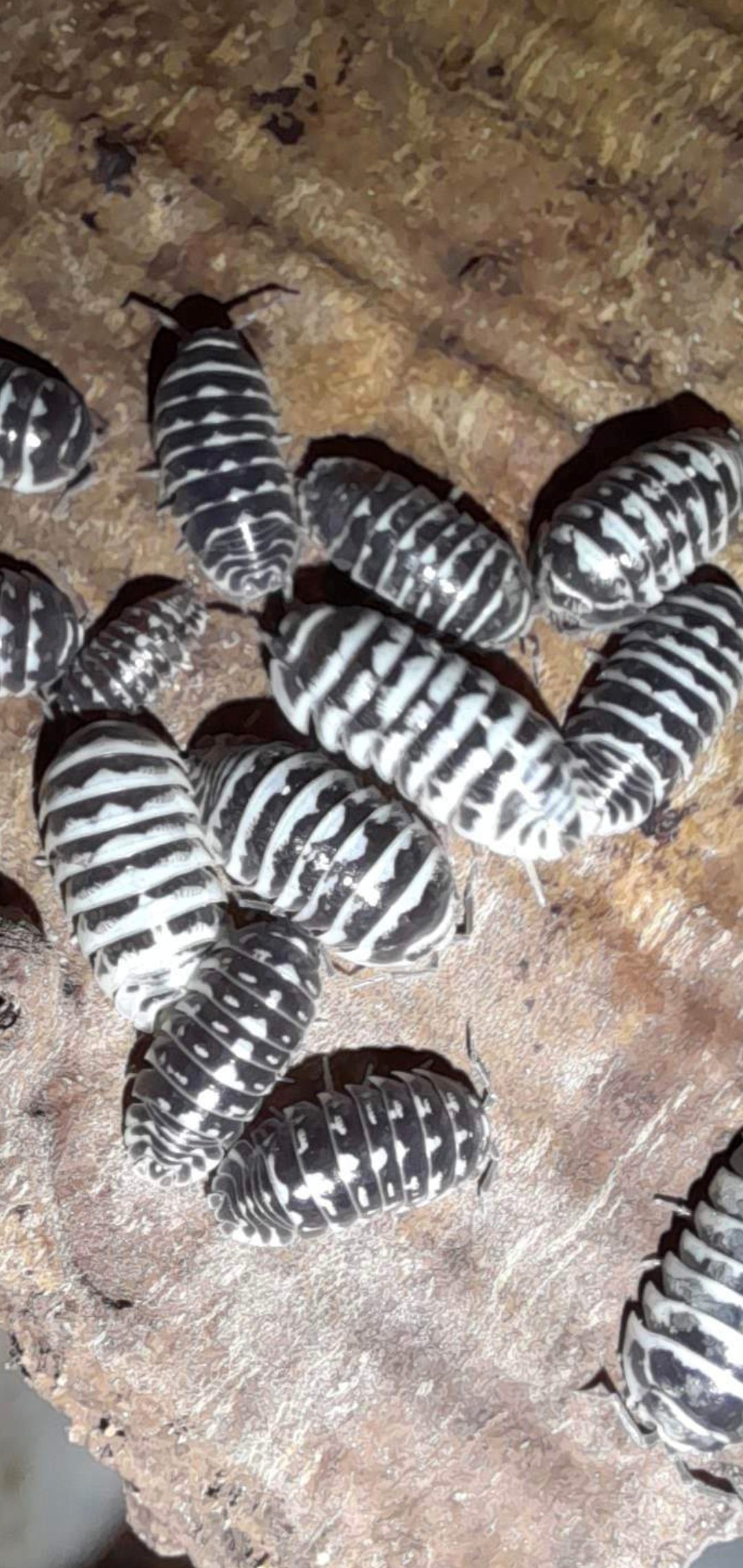 A. Maculatum "Classique" 10 pc