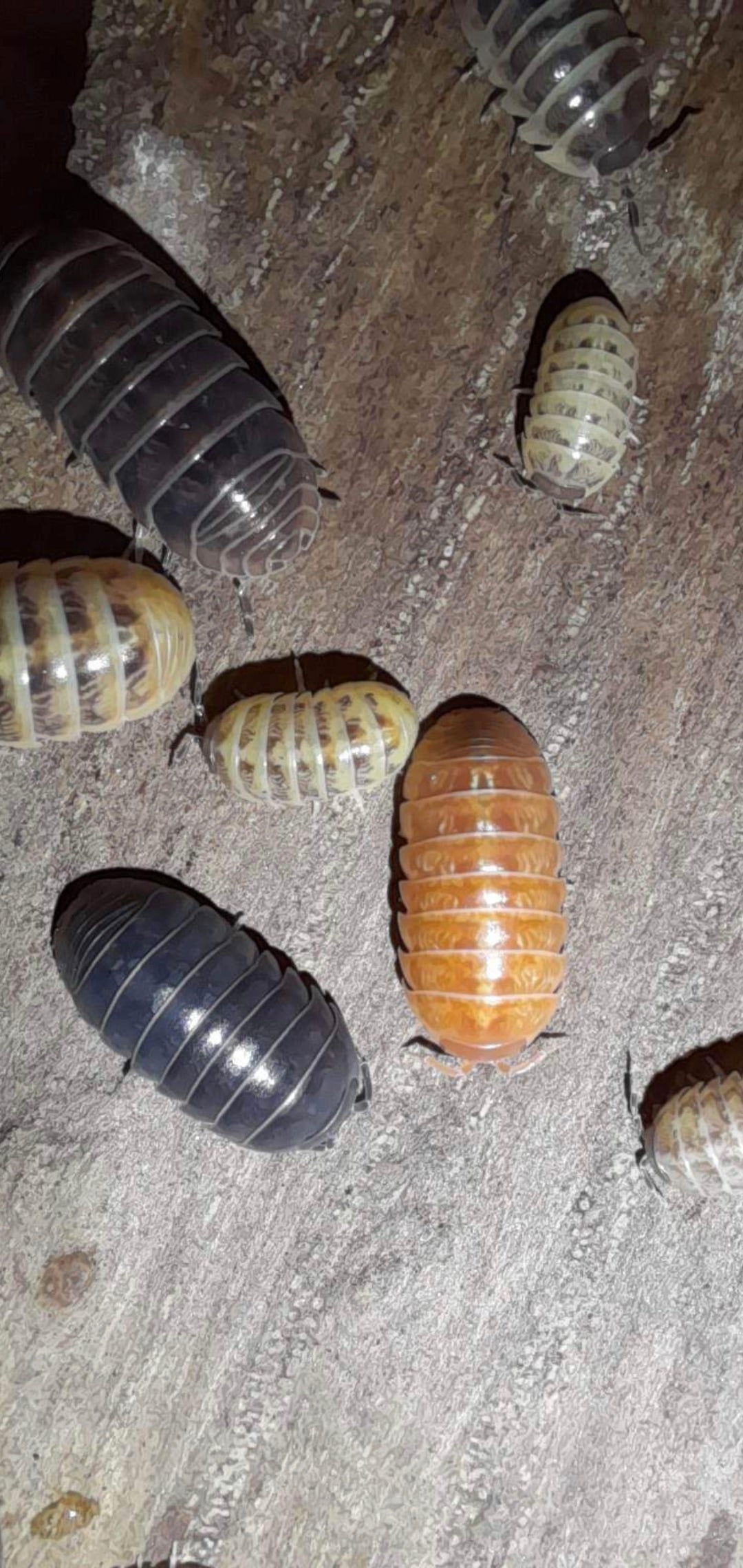 A. Vulgare "Santa Lucia" 10 pc