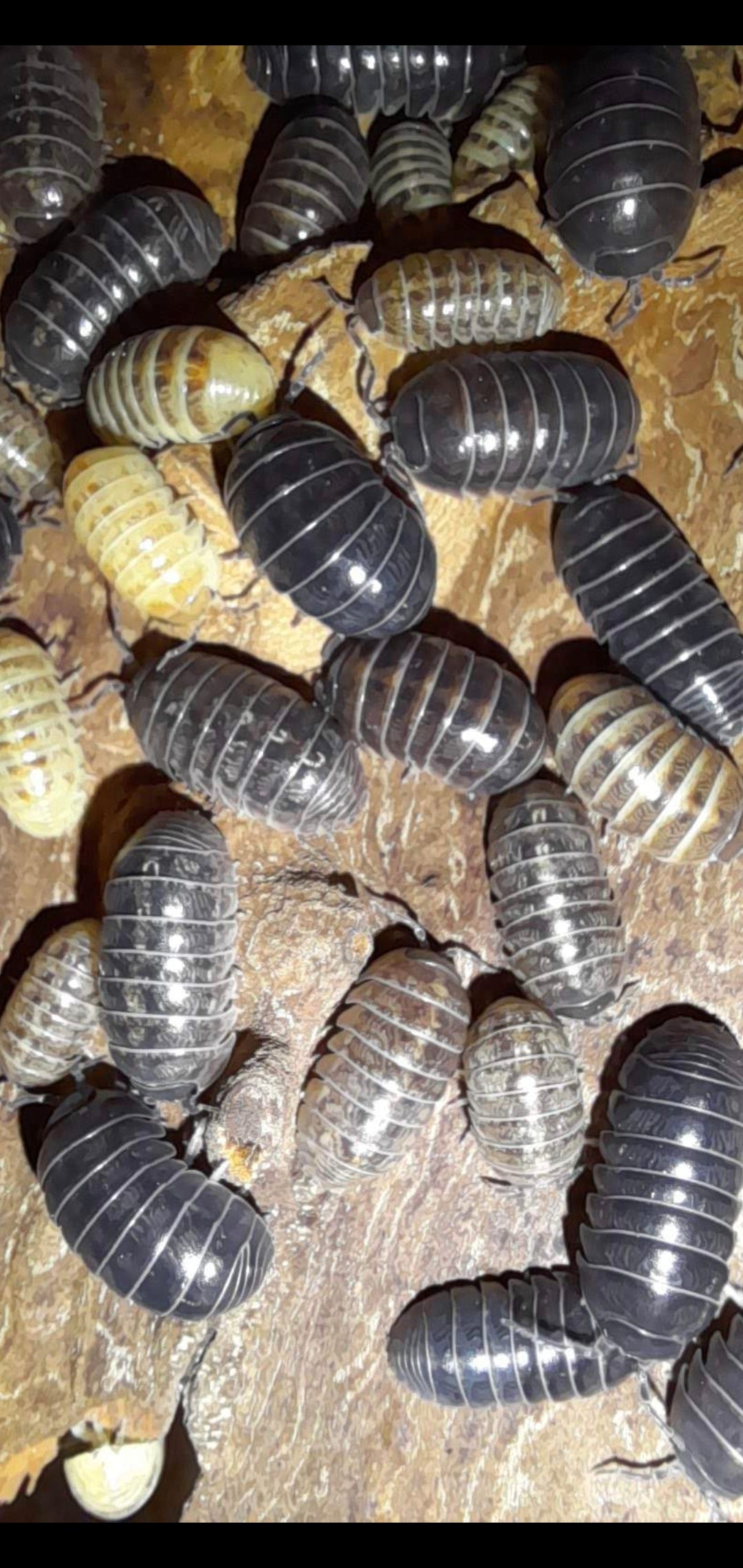 A. Vulgare "Santa Lucia" 10 pc