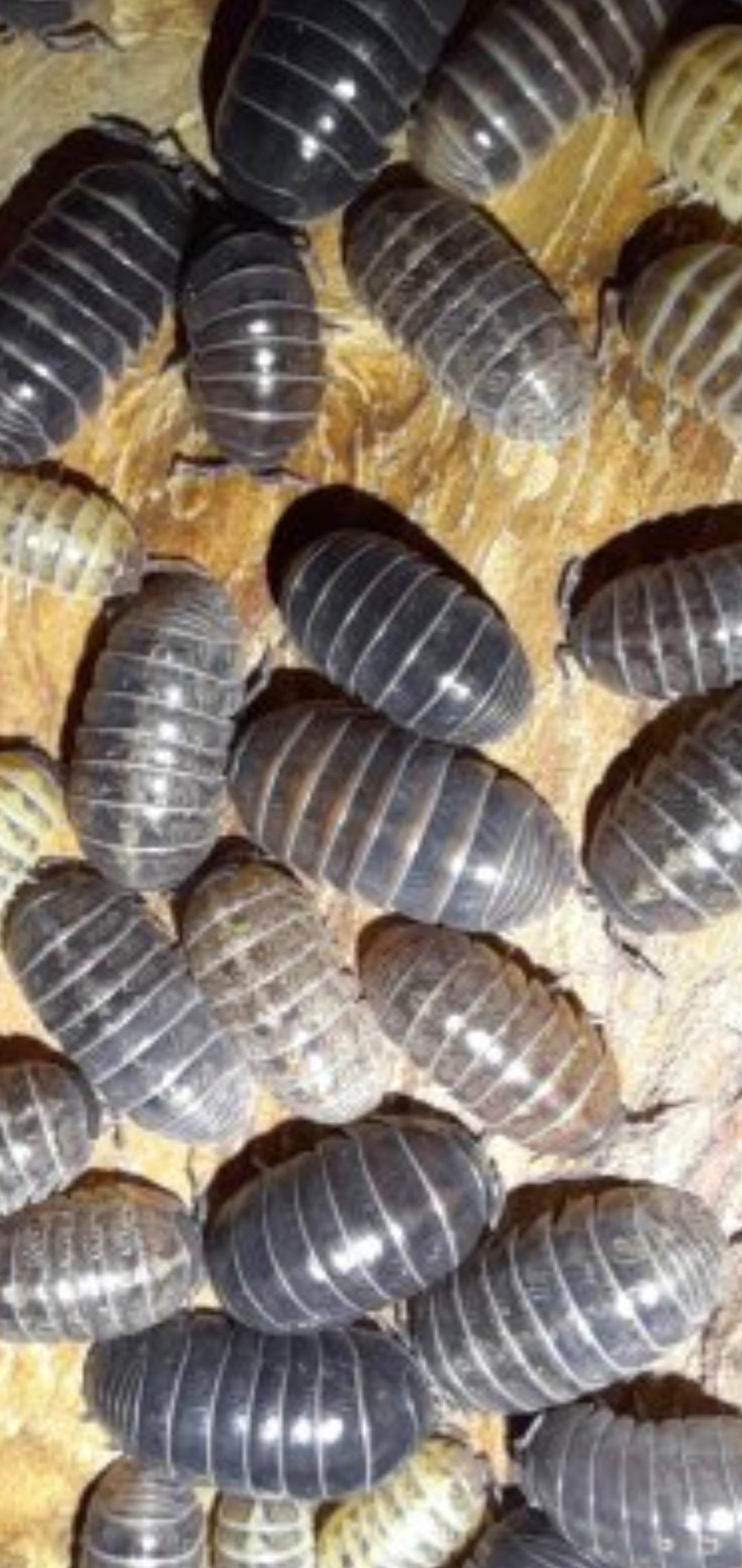 A. Vulgare "Santa Lucia" 10 pc