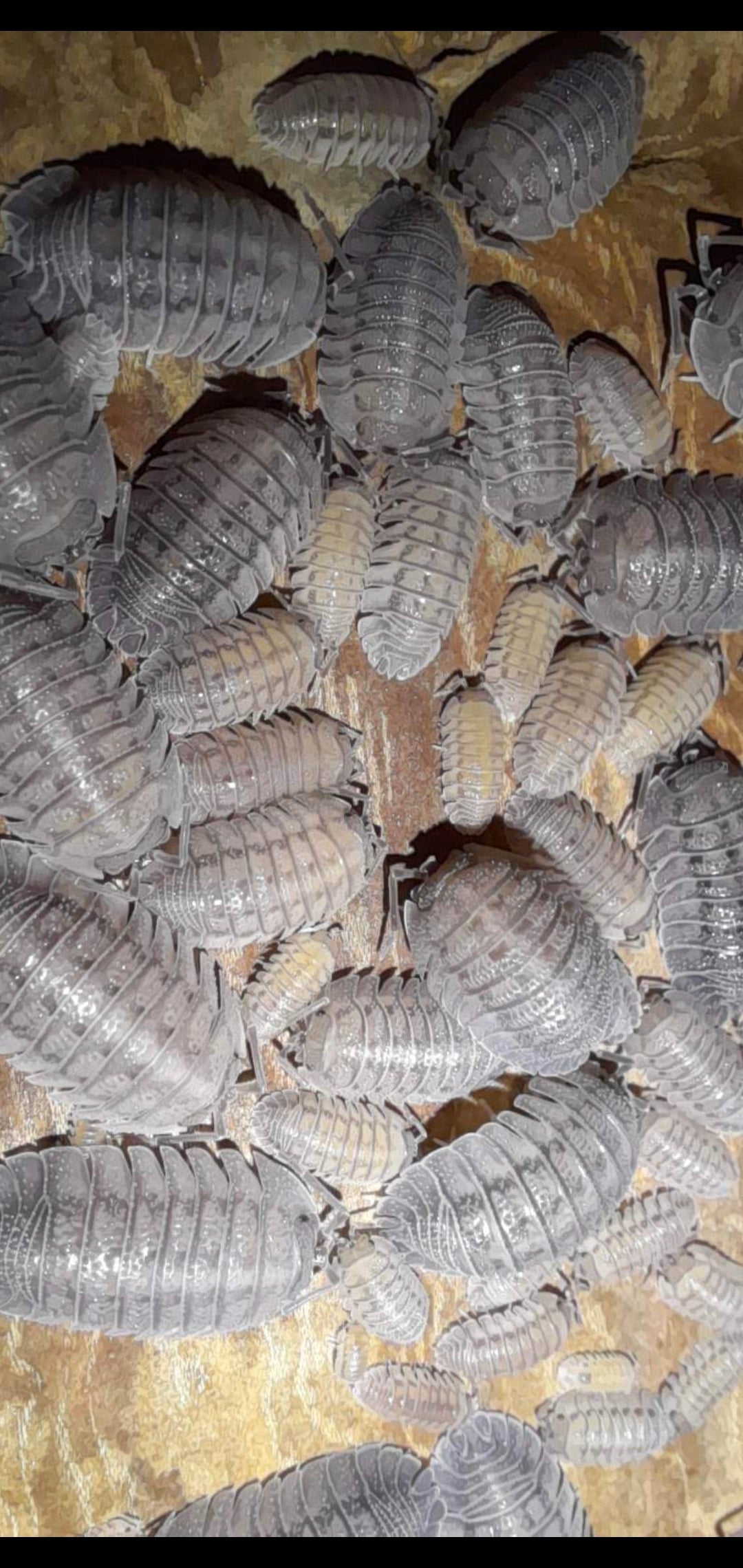 A. Perracae "Classique" 10 pc