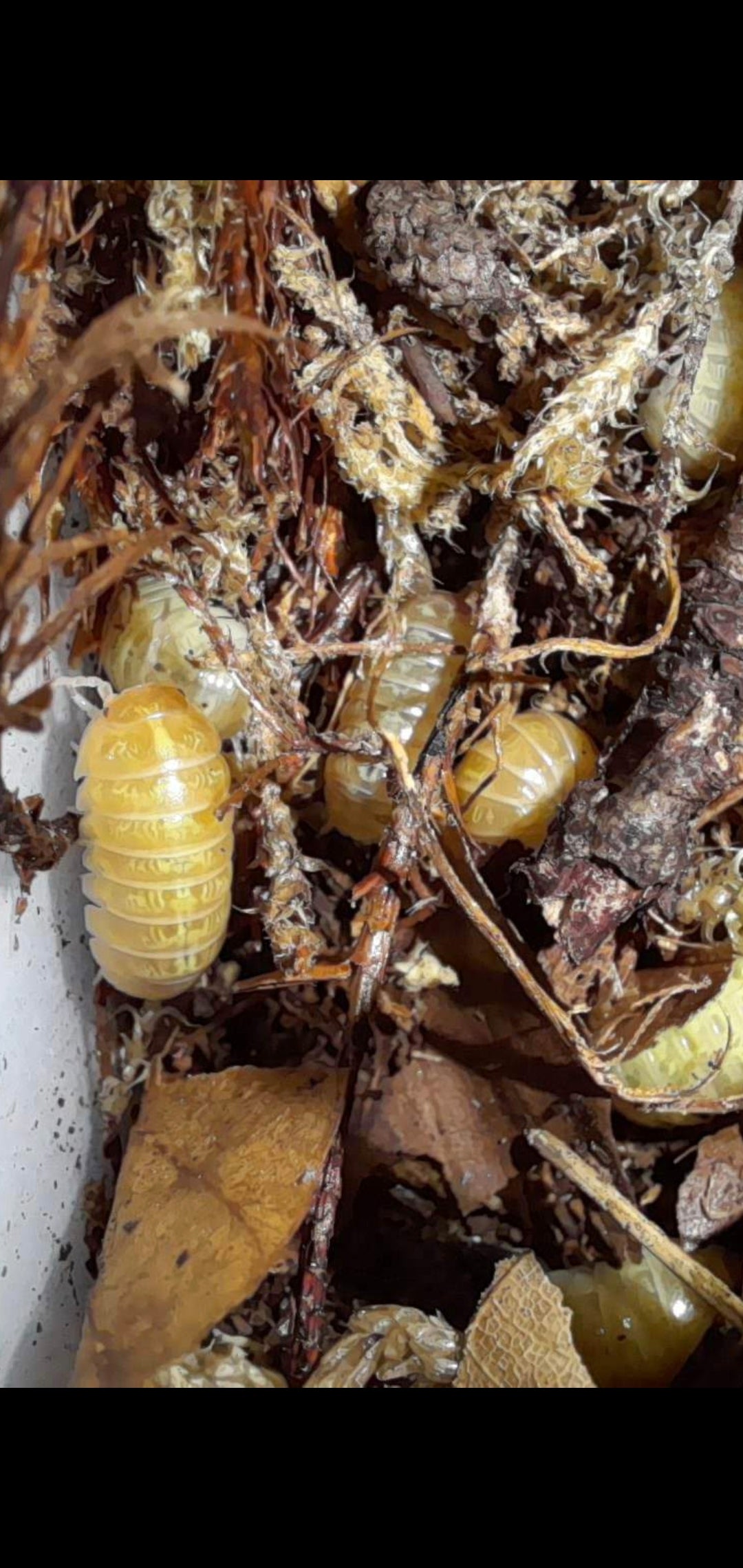 A. Vulgare "Albino T+" 10 pc