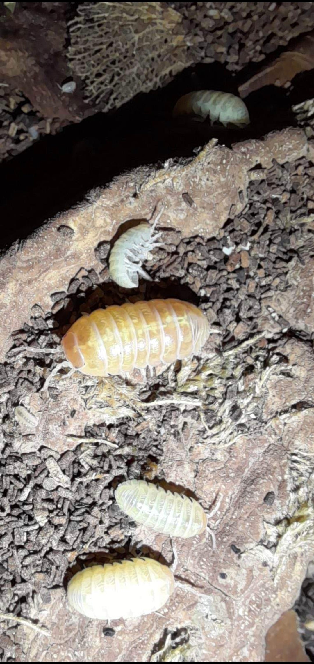 A. Vulgare "Albino T+" 10 pc