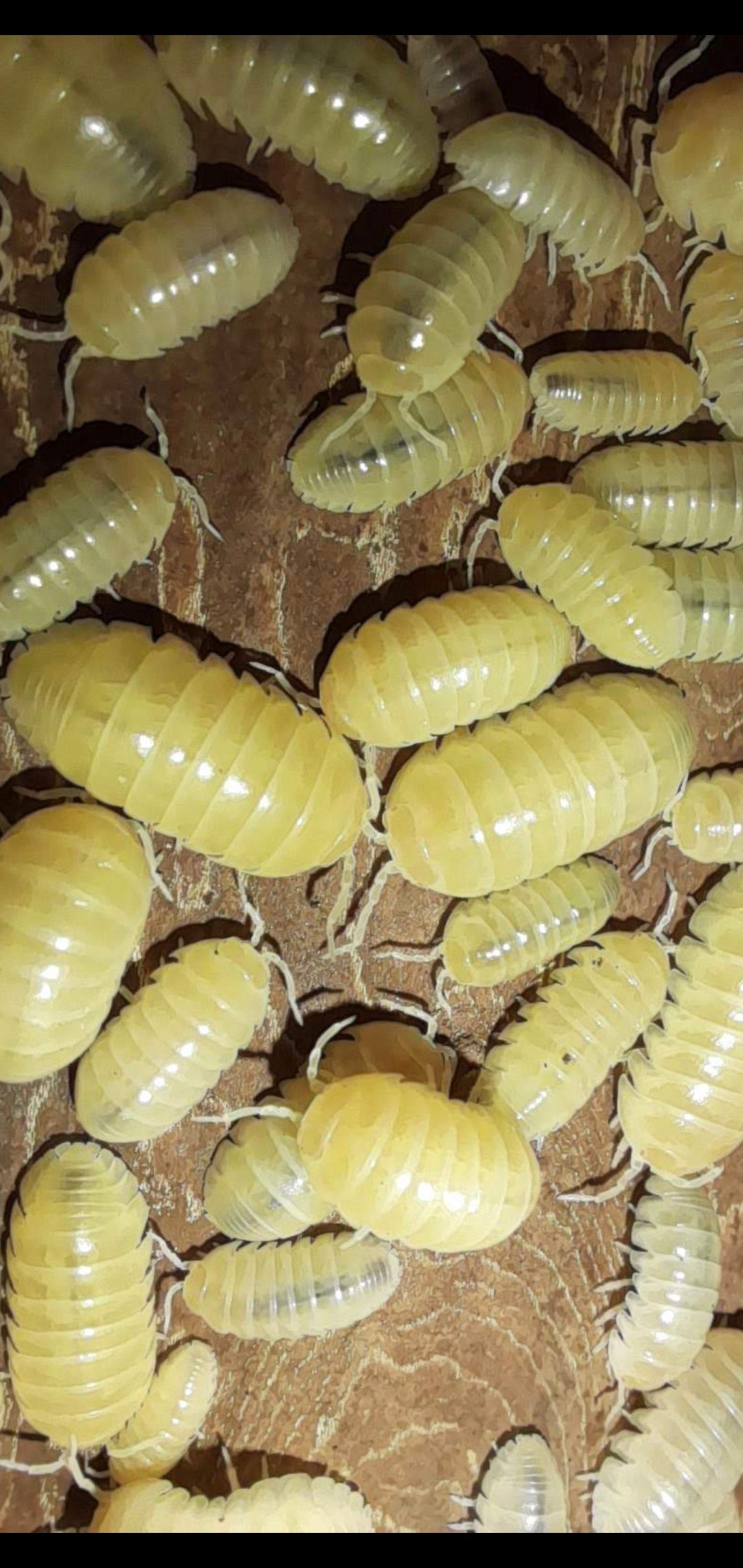A. Vulgare "Albino T-5 pc