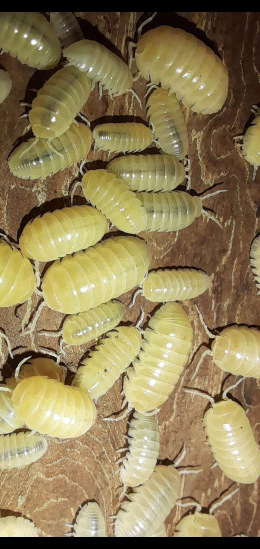A. Vulgare "Albino T-5 pc