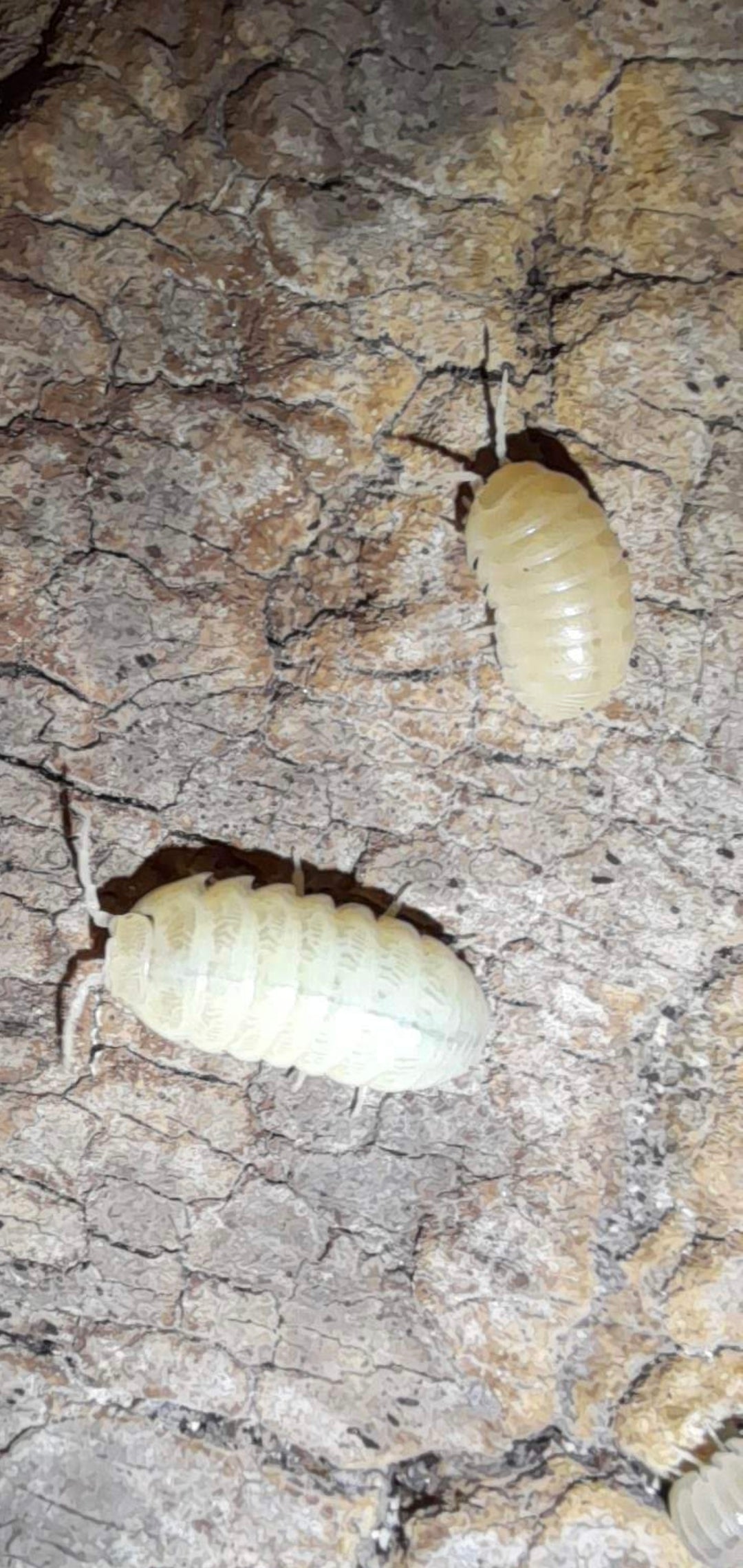 A. Vulgare "Albino T-5 pc