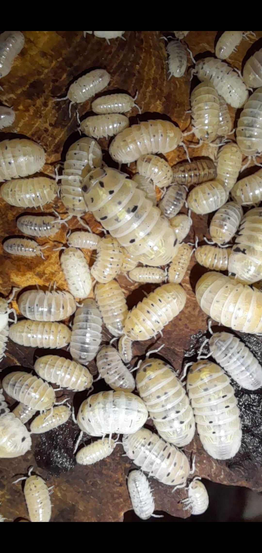 A. Vulgare " Magic potion " 10 pc