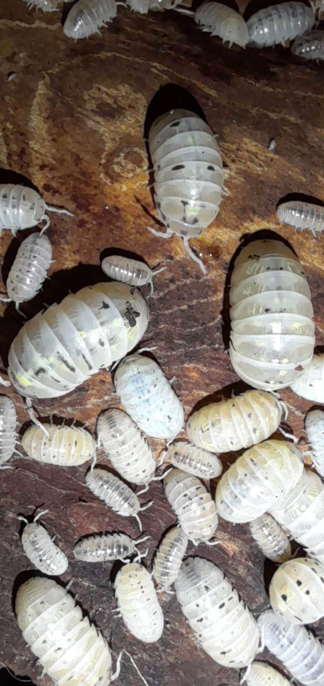 A. Vulgare " Magic potion " 10 pc