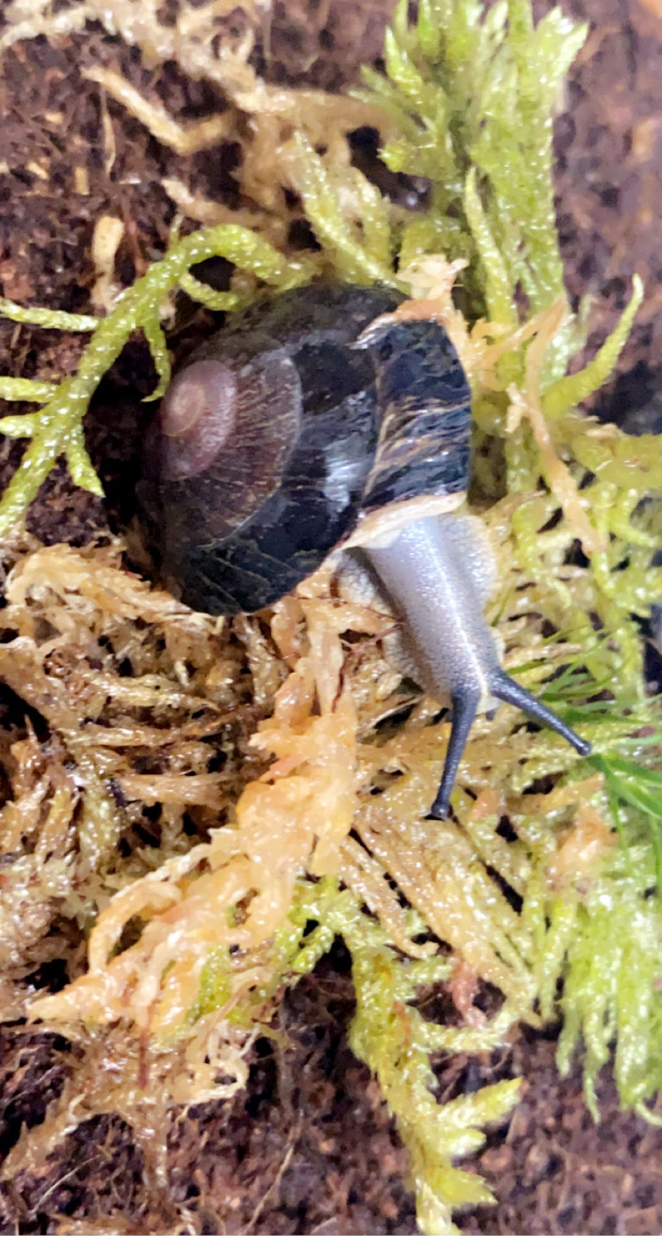 Caracolus sagemon sp type 4 NC