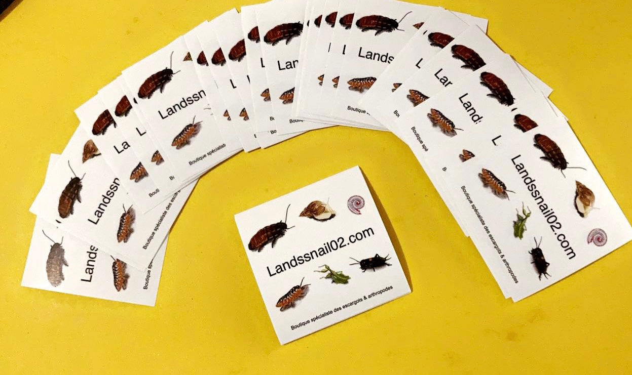Stickers lands snail 02 " autocollant "