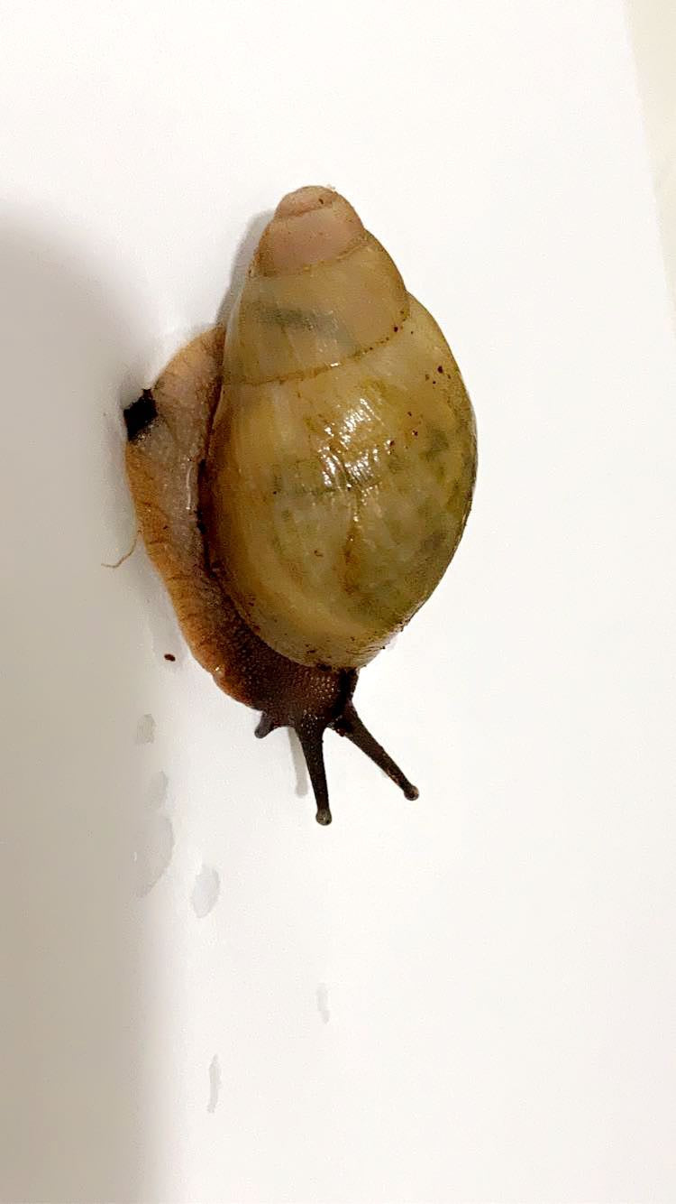 Archachatina Porphyrostoma albina shell nc.