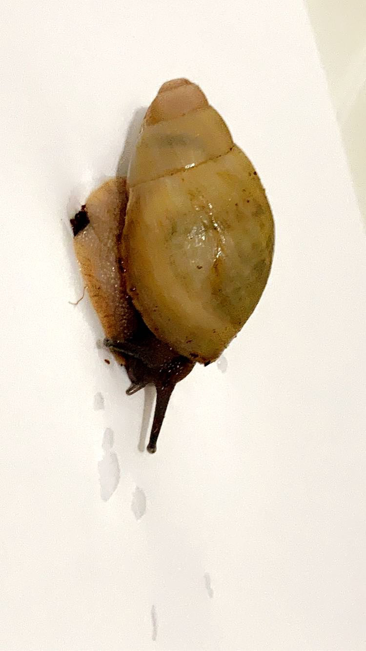 Archachatina Porphyrostoma albina shell nc.