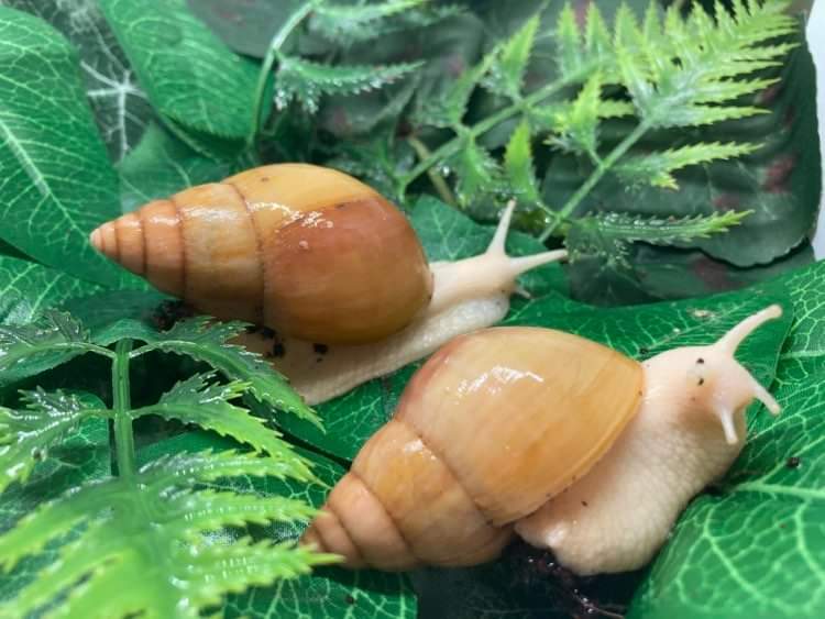 Lissachatina fulica Jadatzy 3 mois