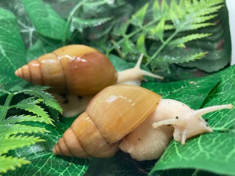 Lissachatina fulica Jadatzy 3 mois