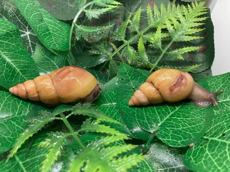 Lissachatina Fulica Rodatzy 5 mois