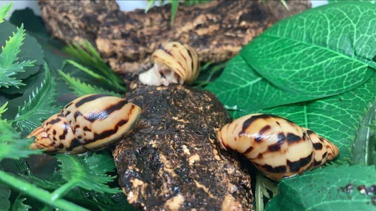 Ireadelys Zanzibar dark strip 4 cm nc.