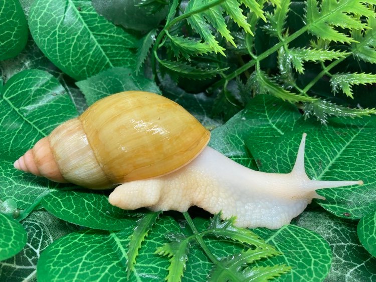Lissachatina fulica Jadatzy juvénile