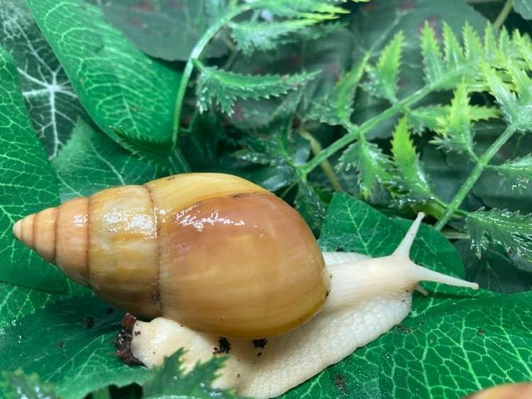 Lissachatina fulica Jadatzy 3 mois