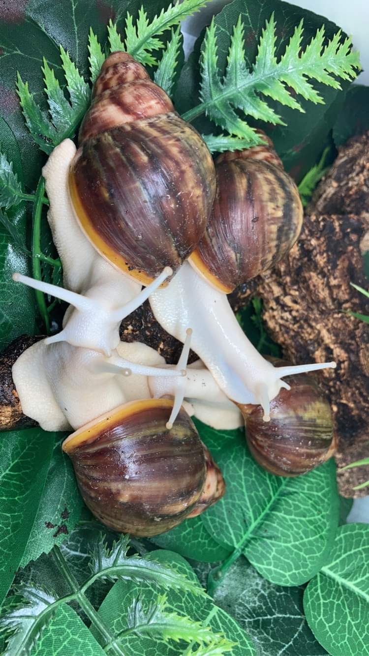 Archachatina Rhodostoma albinos juvéniles