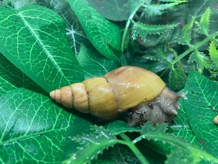 Lissachatina Fulica Rodatzy 5 mois