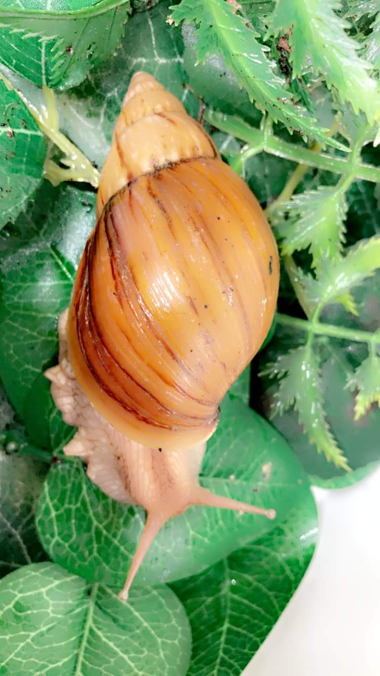 Lissachatina Immaculata mozambique juvénile