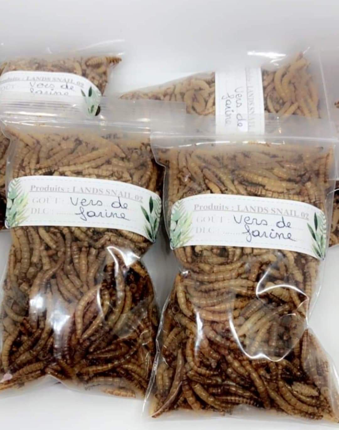 Vers de farine 30 gr et 60 gr