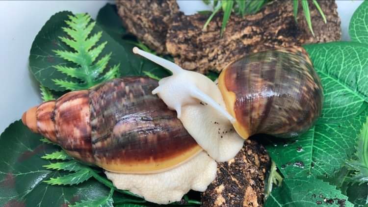 Couple d'Archachatina Rhodostoma albinos nc .