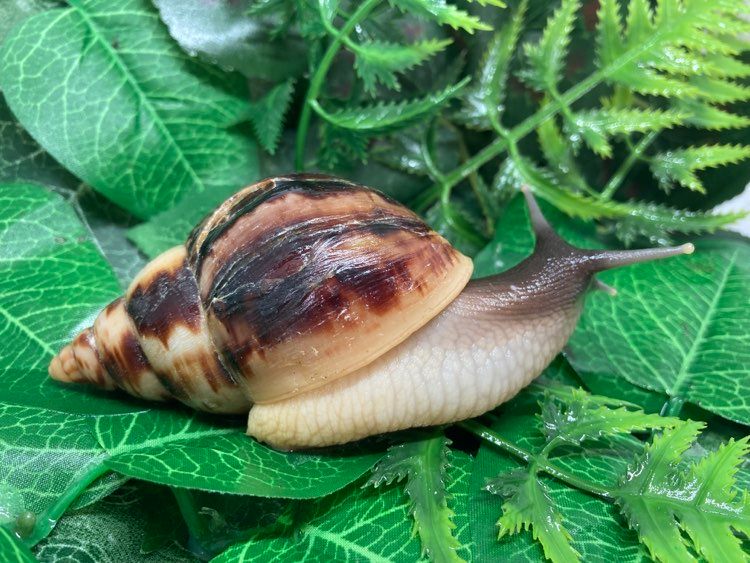 Lissachatina reticulata classique juvénile Nc