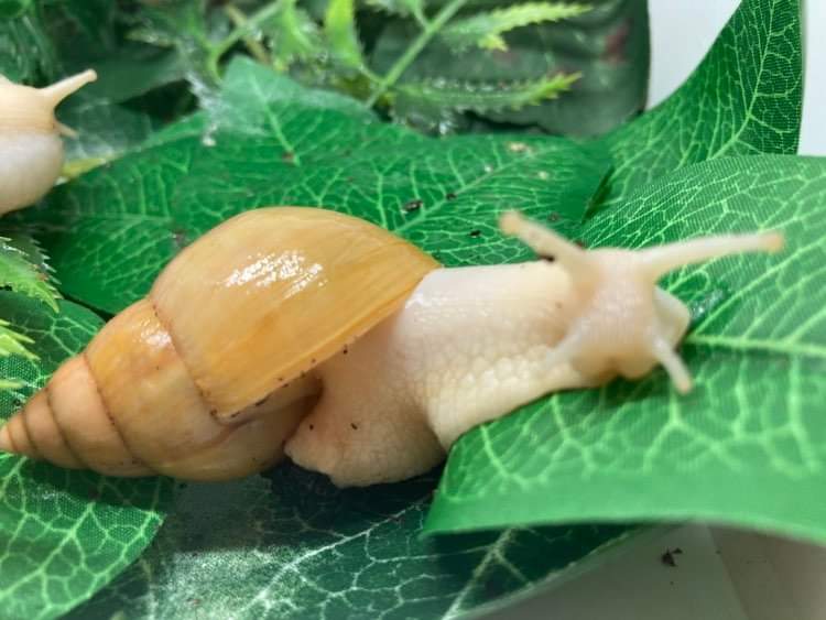 Lissachatina fulica Jadatzy 3 mois