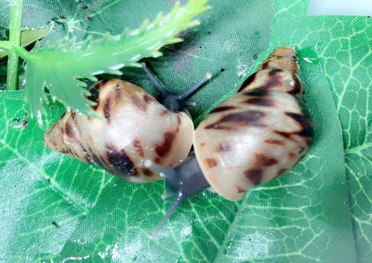 Lissachatina reticulata classique 3 mois